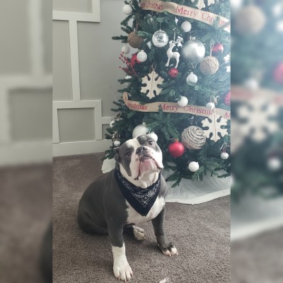 Hi, my name is Steel and I'm my families 4 yr old, Olde English Bulldog. I love long walks....just kidding, I get tired walking to the driveway. LOL