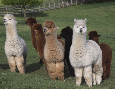 Aren't Alpacas so adorable! When we lived in California, a neighbor had a mama and baby alpaca. We loved seeing them every day on our walks.