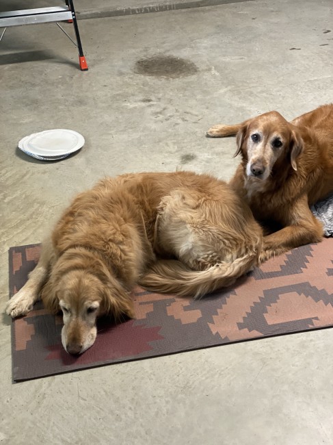 Our dogs Noah and Madeleine hang out with us while we workout in the garage Our dogs Noah and Madeleine hang out with us while we workout in the garage