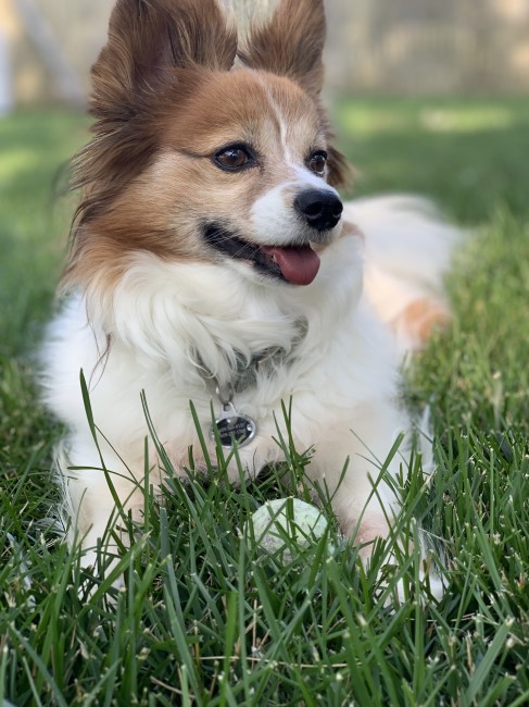 This is our sweet pup Bailey!