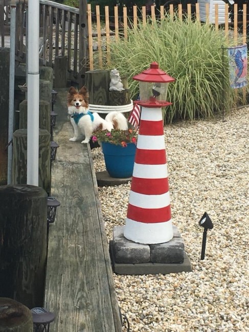 Bailey waiting to get on the boat.