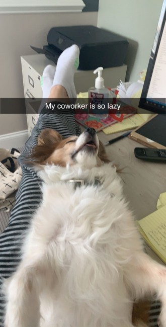 During the quarantine period we’ve been working from home. Baily naps in my lap are the best.