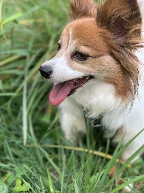 Close up of this handsome guy on a walk.