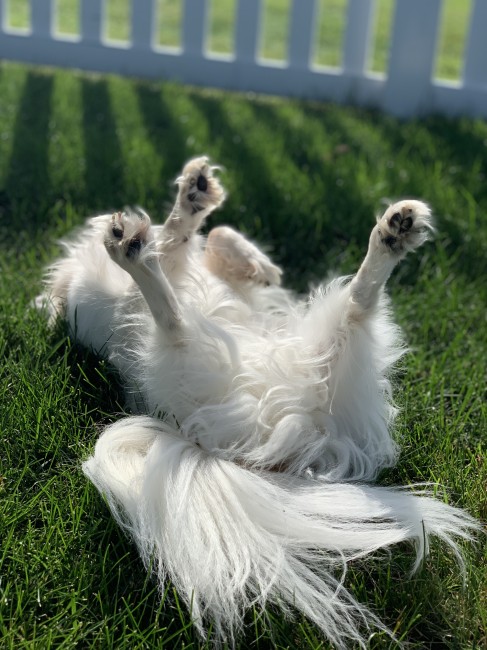 Thrashing around in the grass and sunshine.