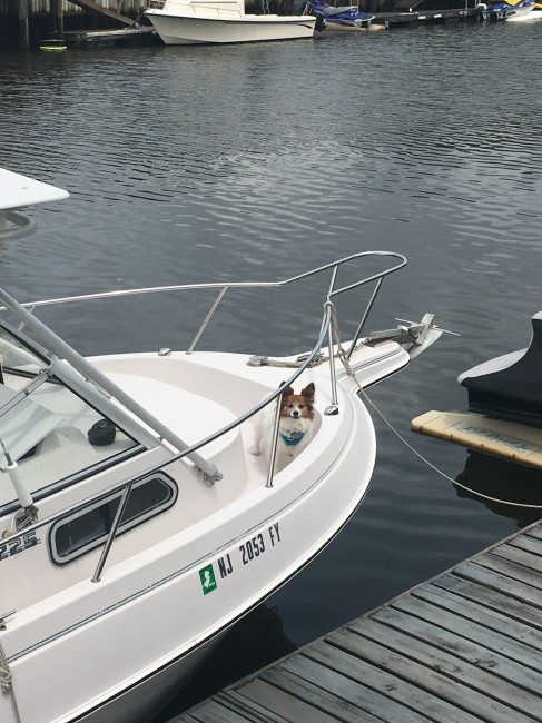 Boat pup!