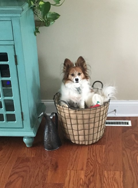 Jumped into his toy bin to dig for his favorite ball.