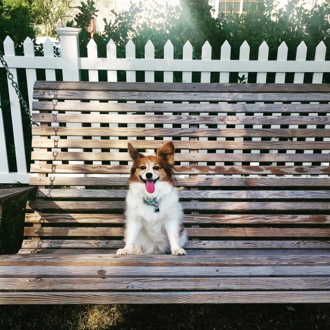 He jumped up on the swing all by himself!