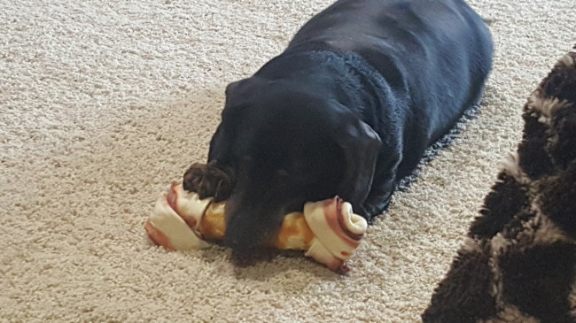 Teddi Bear wishes her birthday was every day!