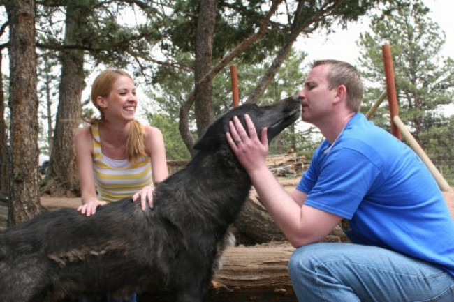 Up close and personal with the nephew of a wolf in the Twilight movie series! Colorado Wolf and Wildlife Center