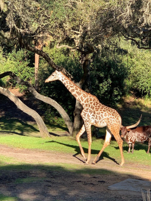 When we stayed at Disney's Animal Kingdom Lodge, and there were giraffes outside our room each morning and night. They are our marriage mascot! When we stayed at Disney's Animal Kingdom Lodge, and there were giraffes outside our room each morning and night. They are our marriage mascot!
