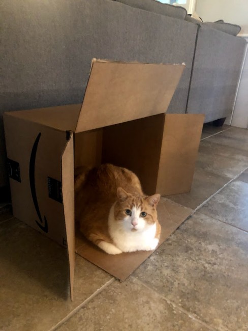 Charlie thinks a box is the best toy, ever.