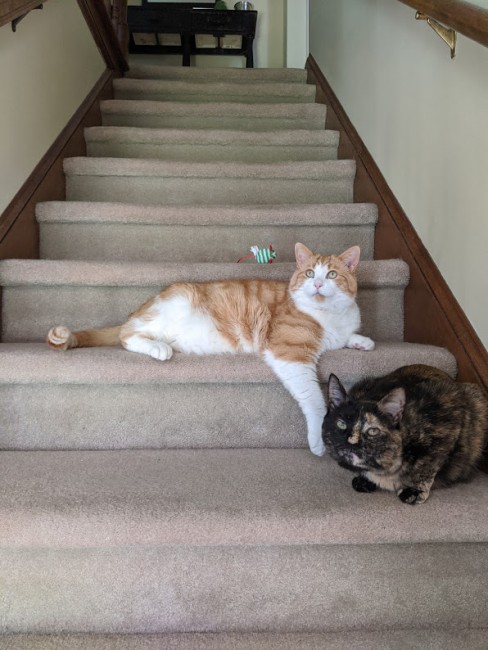 Charlie & Beans make themselves comfy wherever they see fit.