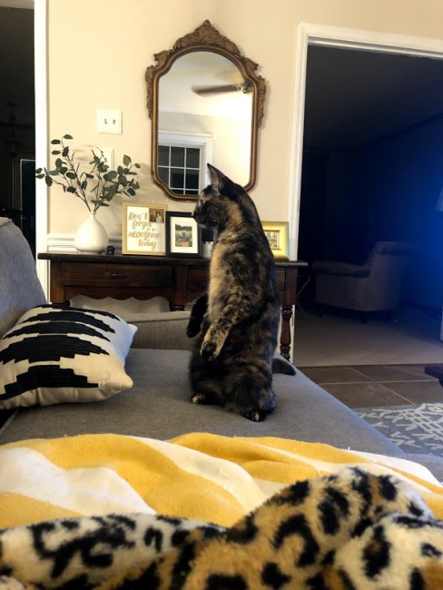 Beans definitely has a fun, quirky personality. She makes us laugh all of the time.