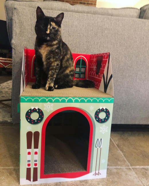 Beans is the princess of this Christmas castle.