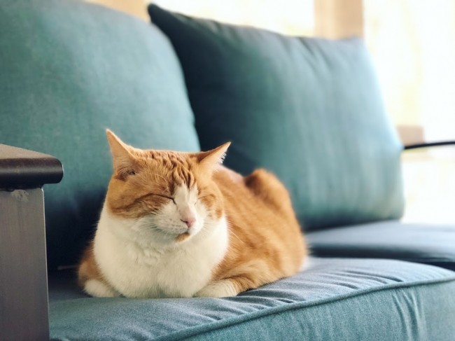 Charlie loves our screened in porch. When it's warm outside, he'll nap on the porch for hours.