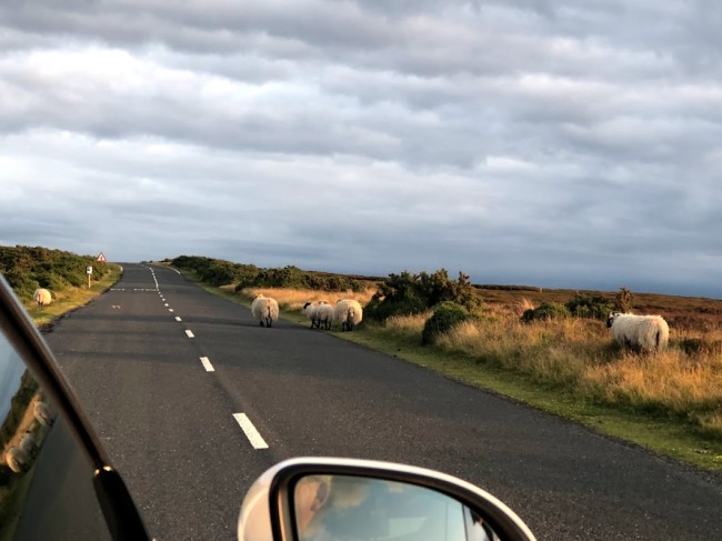 Sheep crossing :)
