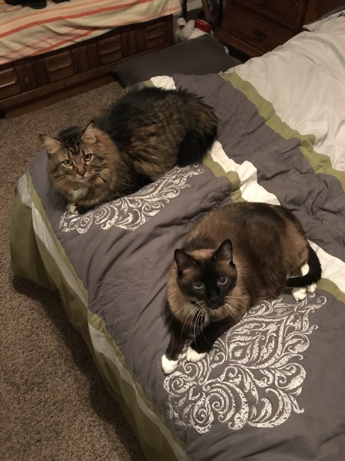 These two live a life of leisure. Edward (above) is 10 years old, and Diamond (lower right) is 16 years old.