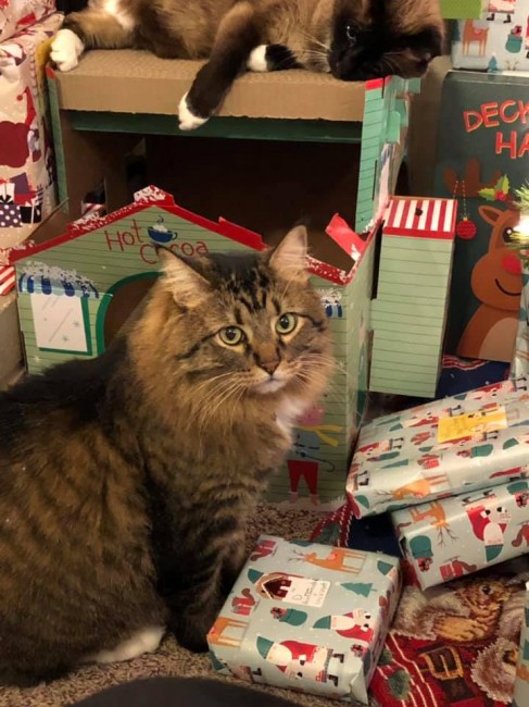 The kitties really do try to be good for Santa but Edward begged us to make Diamond get out of his spot.