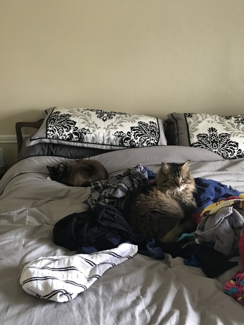 Neither one of them is happy that we are spending so much extra time at home these days because we are cutting into their napping time.