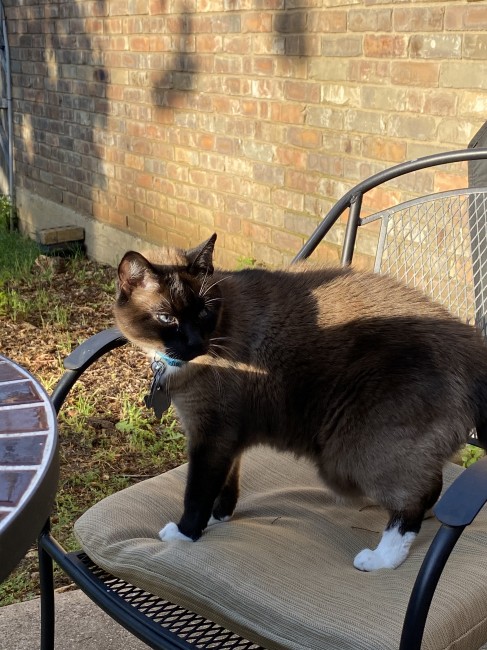 Keeping daddy company while he’s drinking coffee! She loves outside!