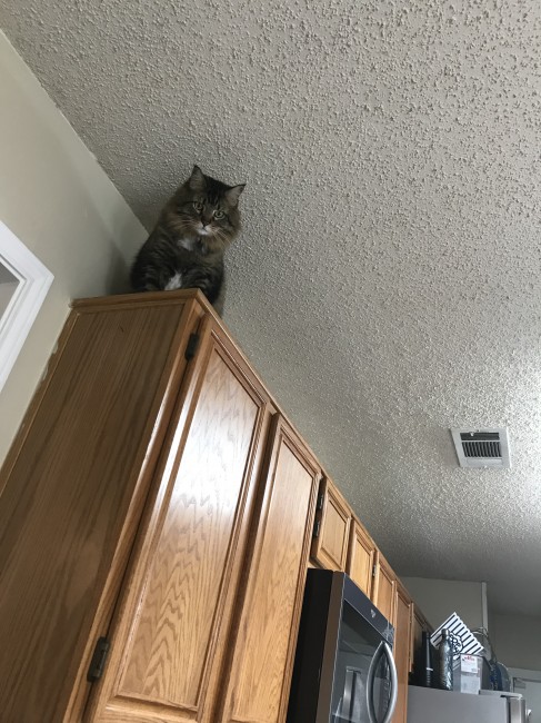 Making sure his momma is doing her work!