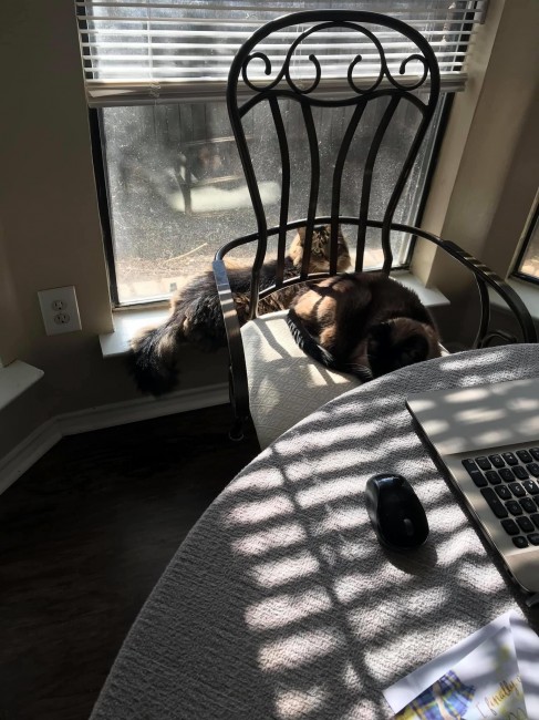 These two have become my teaching assistants while I’ve set up my office at the kitchen table these days