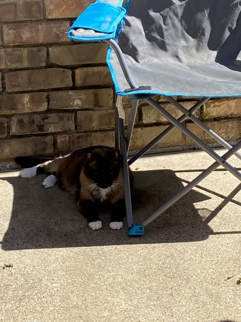 She loves coming outside with us and getting her shade time!