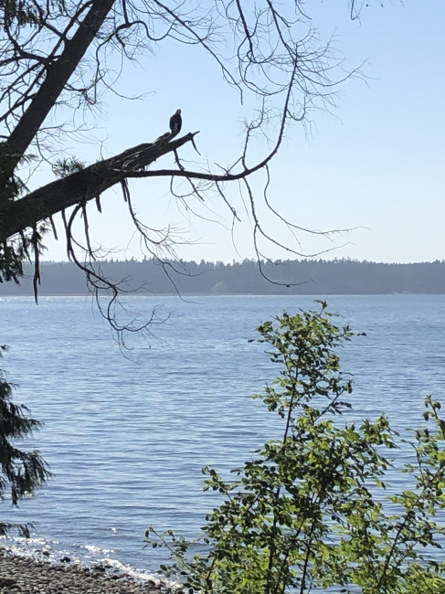 Bald Eagle on the beach by Tracie's parent's house.