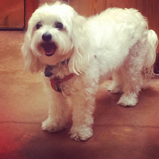 Cleo loves to smile! This was at the Vet