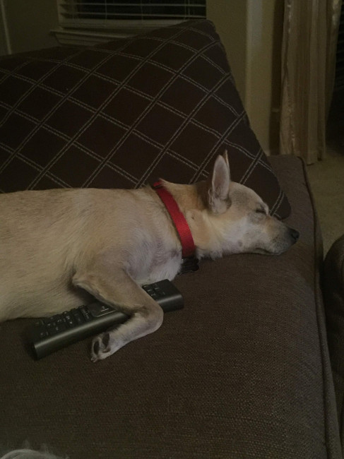 Remote Dog