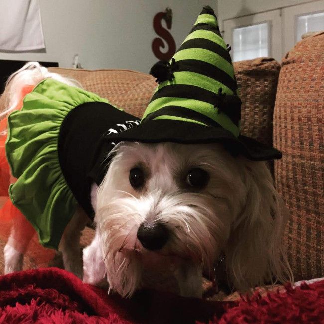 Cleo in her halloween outfit.