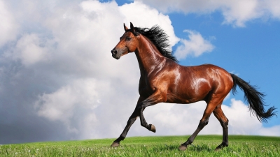 We live in Utah on a horse property not far from the Great Salt Lake. Rebecca wanted a horse property since she still hopes to own a horse someday!