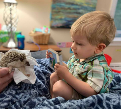 Hedgehogs are the cutest. Ours is named Stubble and here he's learning to read, of course.