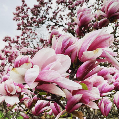 Spring - The weather starts to warm and the flowers in the park are breathtakingly beautiful!